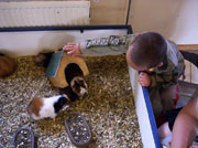 Hee, kijk! Hier woont nog een cavia